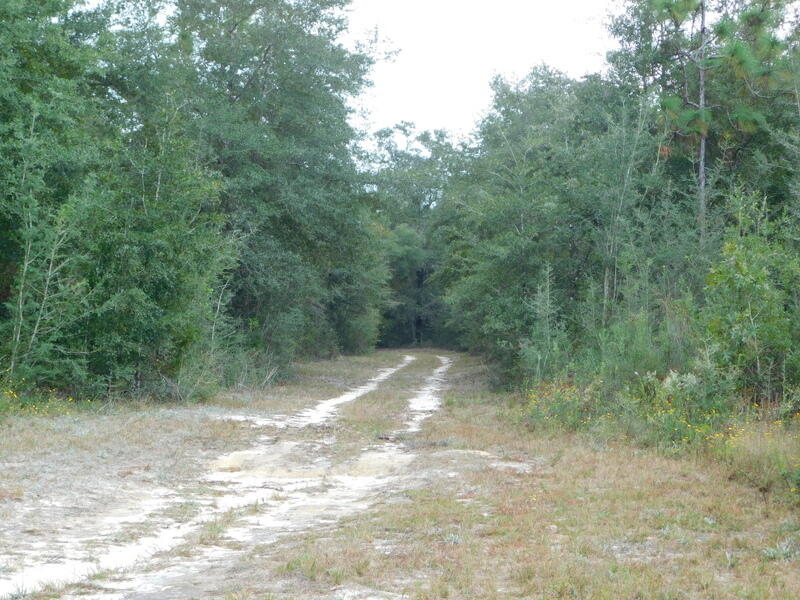 Tbd Wiggins Road Holt, FL 32564 - Photo 7 of 39 DSCN9424