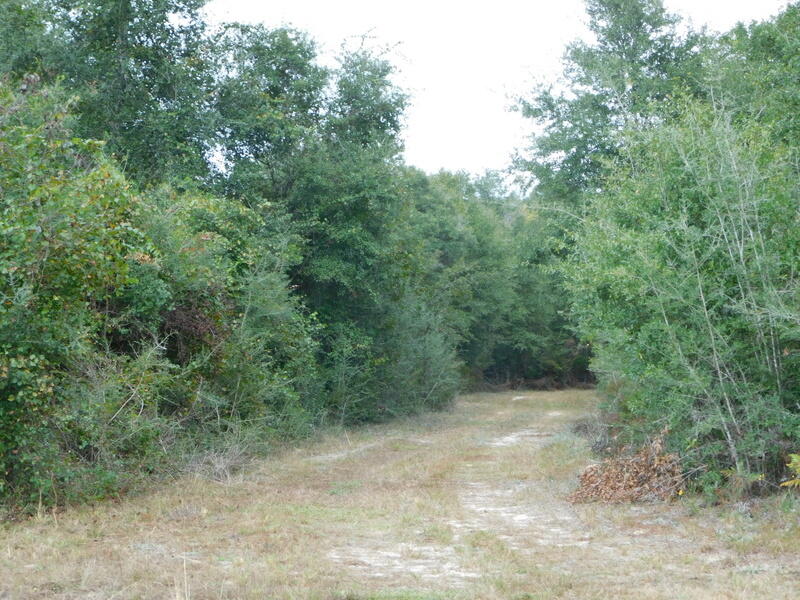 Tbd Wiggins Road Holt, FL 32564 - Photo 8 of 39 DSCN9425