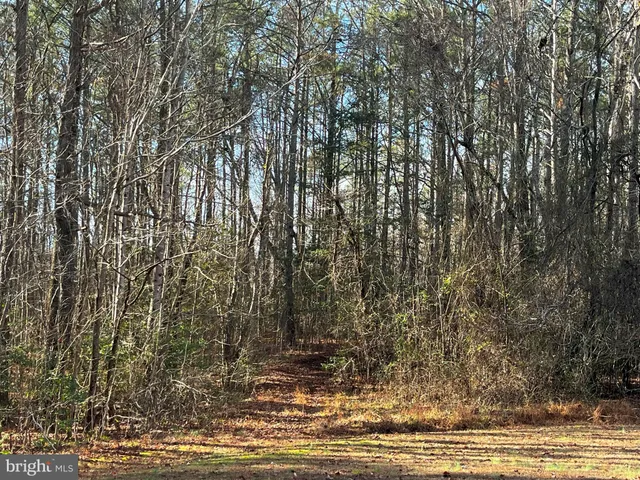 a view of a terrace with large trees