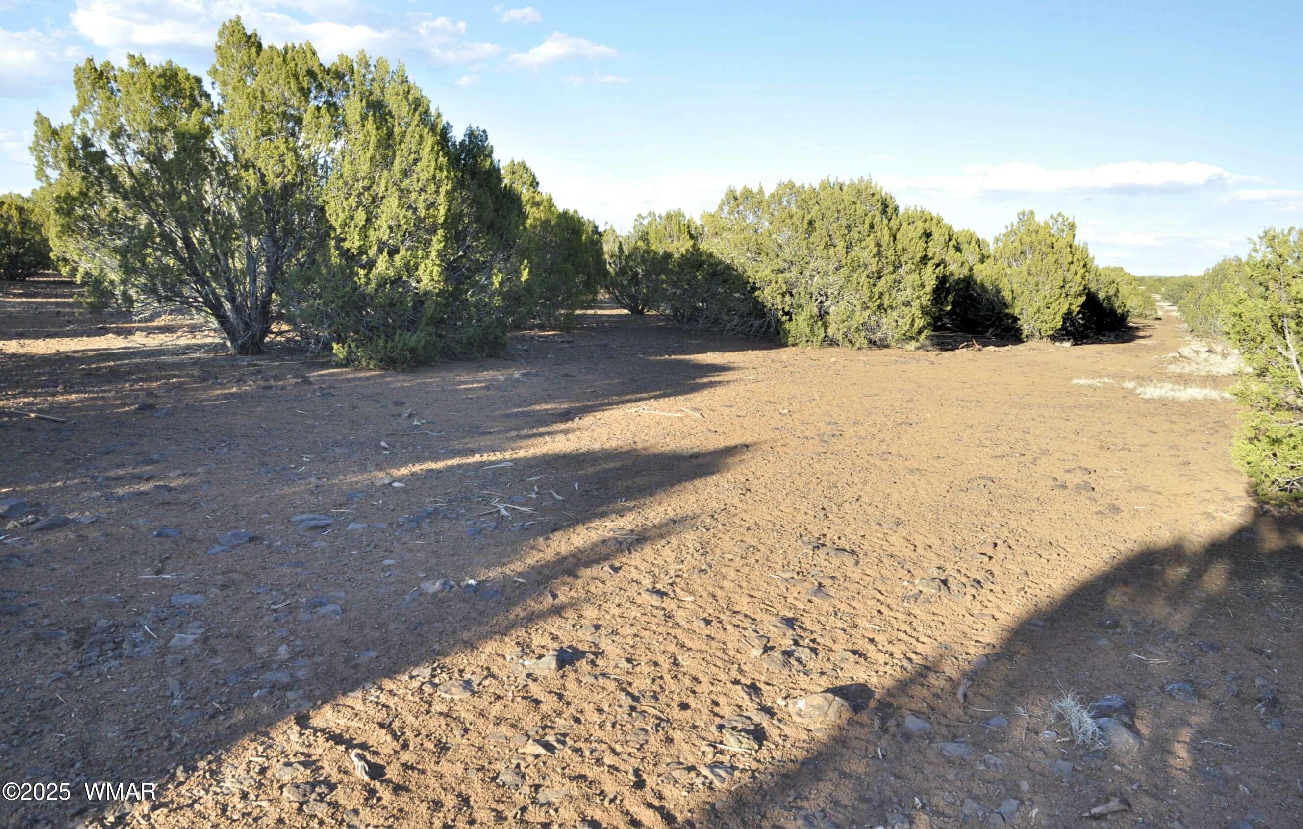 11 Lodge Pole Road Show Low, AZ 85901 - Photo 1 of 16 a view of a yard with trees