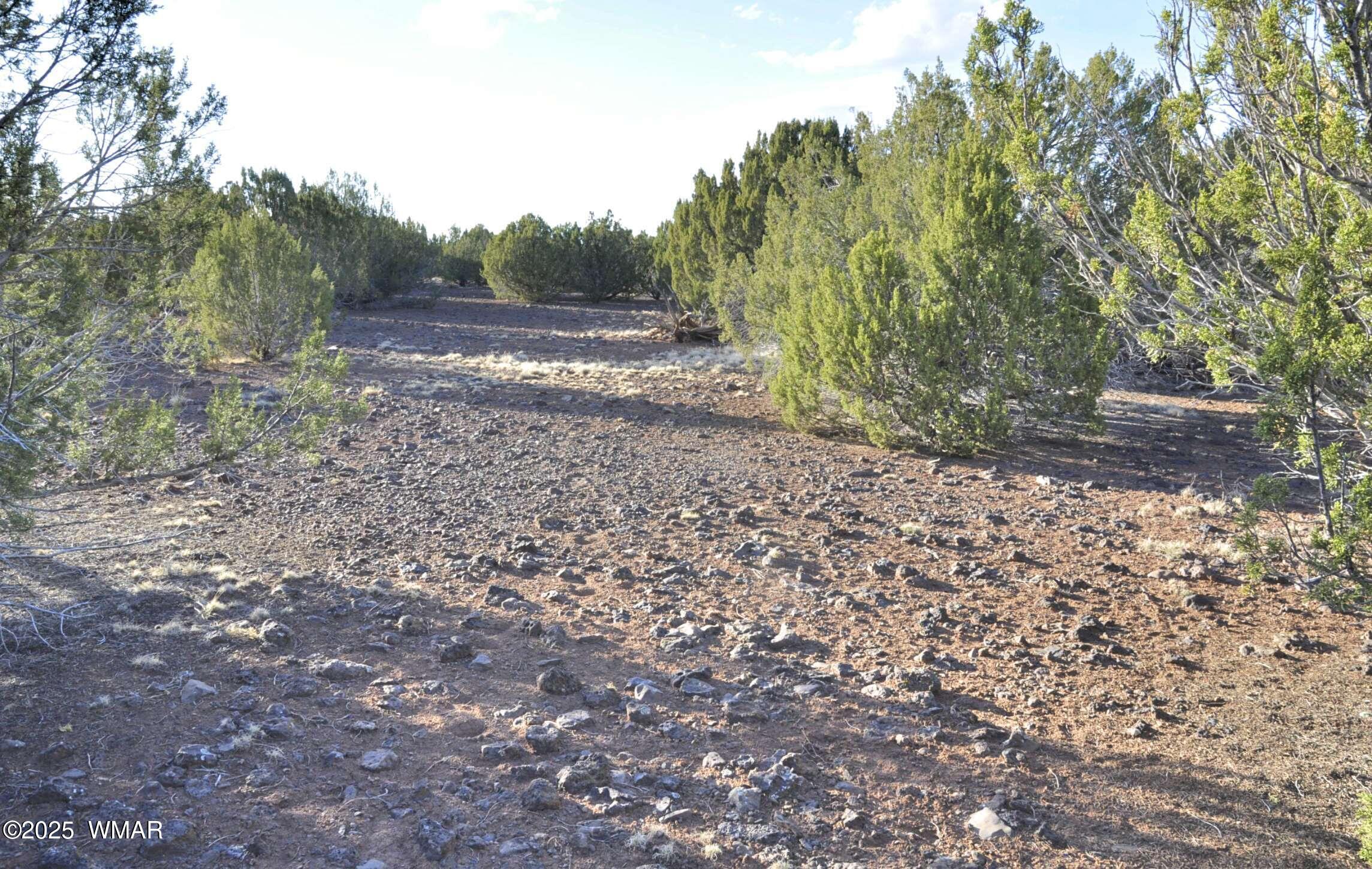 11 Lodge Pole Road Show Low, AZ 85901 - Photo 12 of 16 a view of a yard with trees in the background