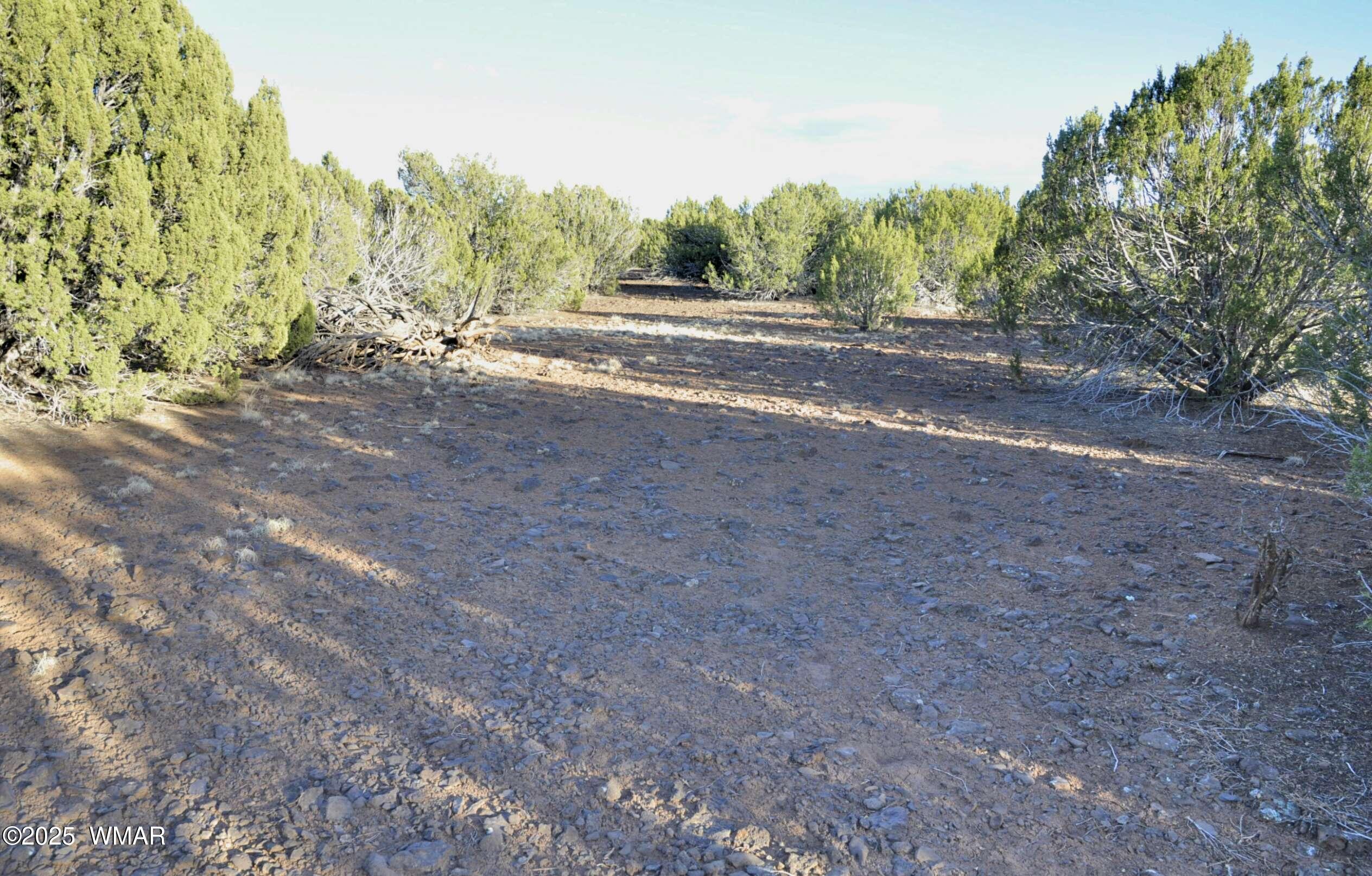 11 Lodge Pole Road Show Low, AZ 85901 - Photo 15 of 16 a view of a dirt road with trees