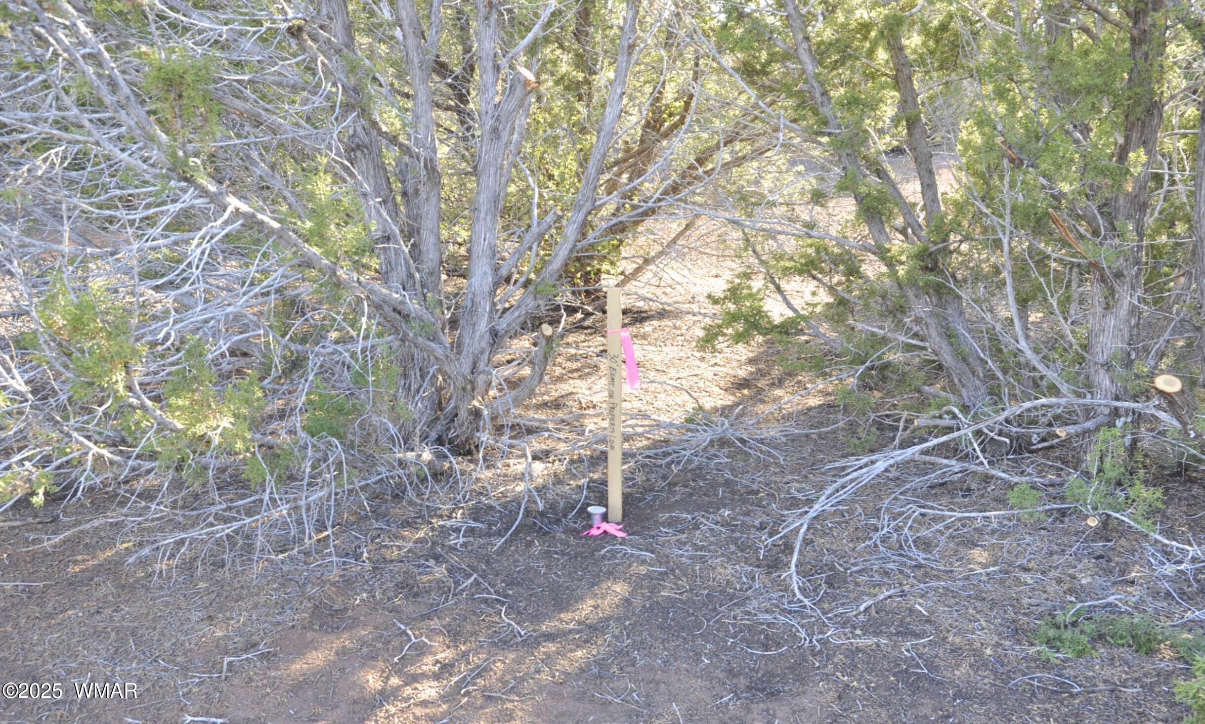11 Lodge Pole Road Show Low, AZ 85901 - Photo 4 of 16 a view of a yard with a tree