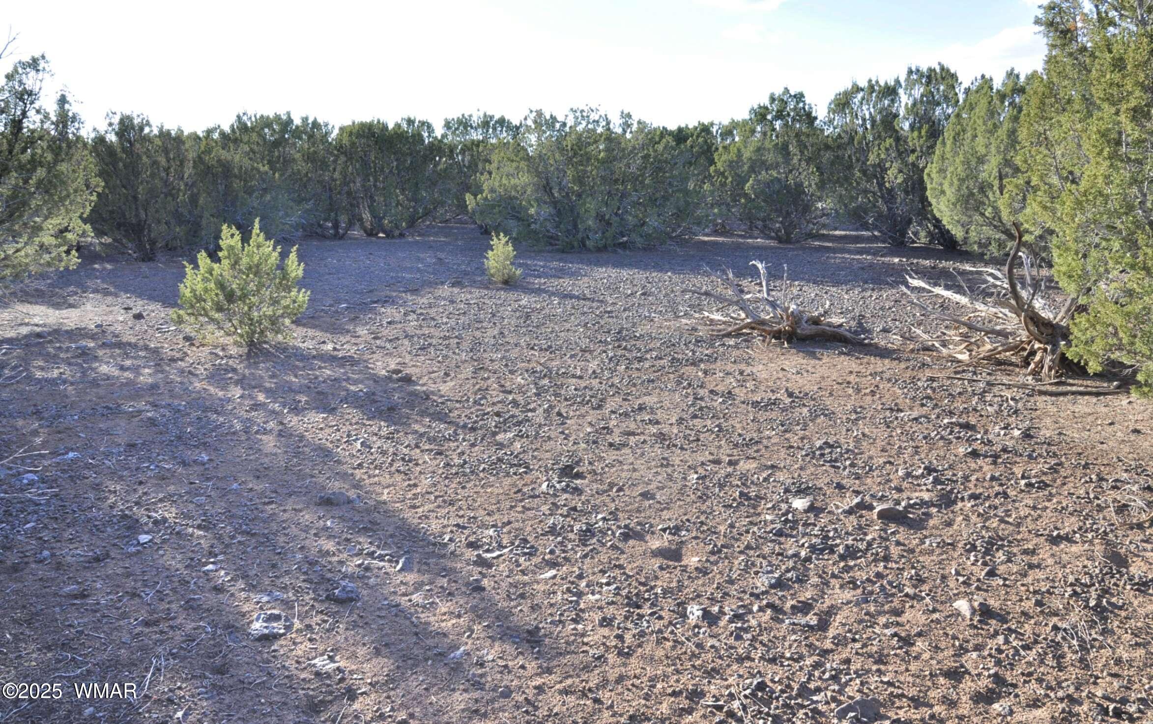 11 Lodge Pole Road Show Low, AZ 85901 - Photo 5 of 16 a big yard with lots of green space