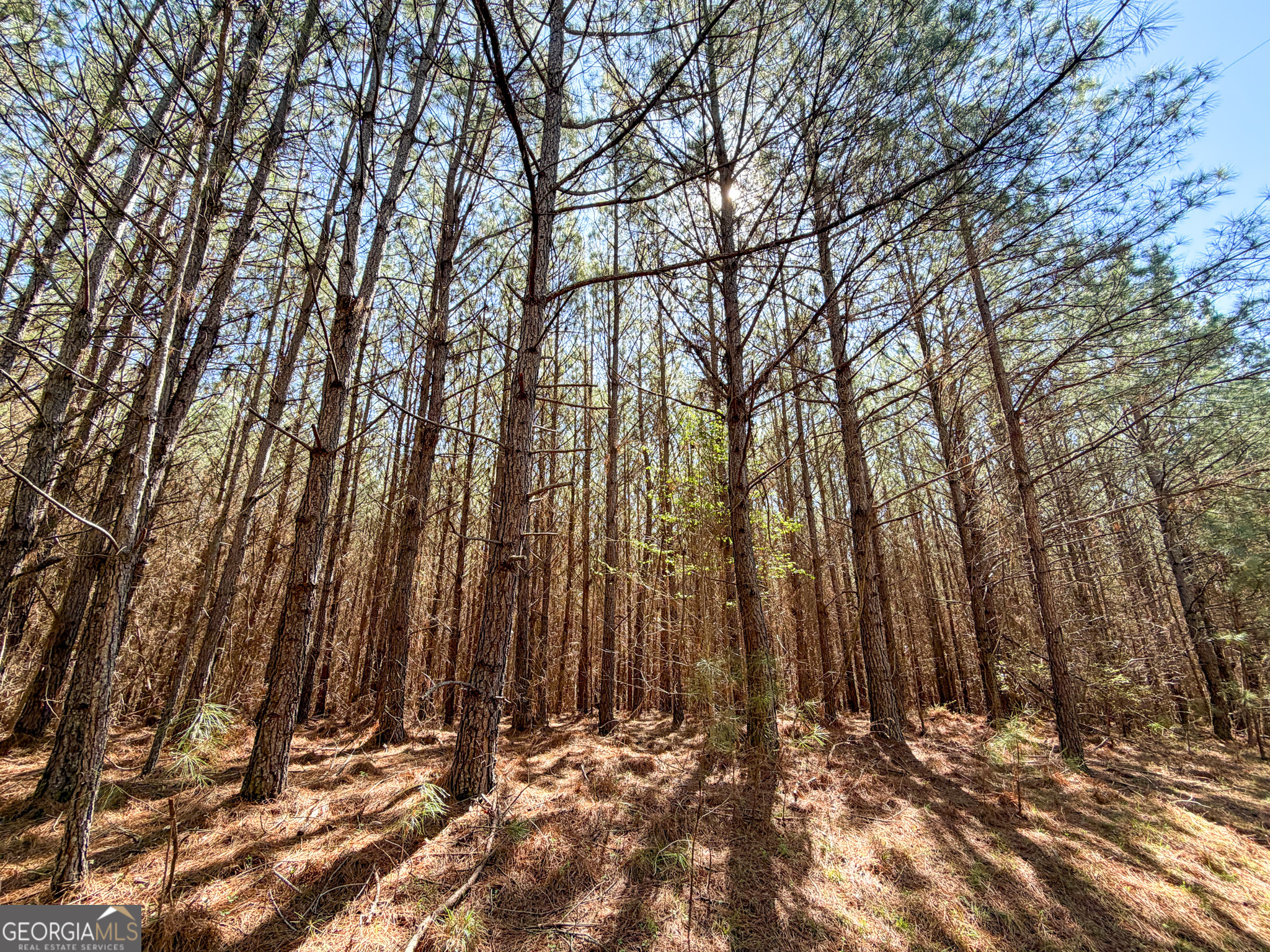 257 Acres On Ridgeway Road Franklin, GA 30217 - Photo 5 of 28