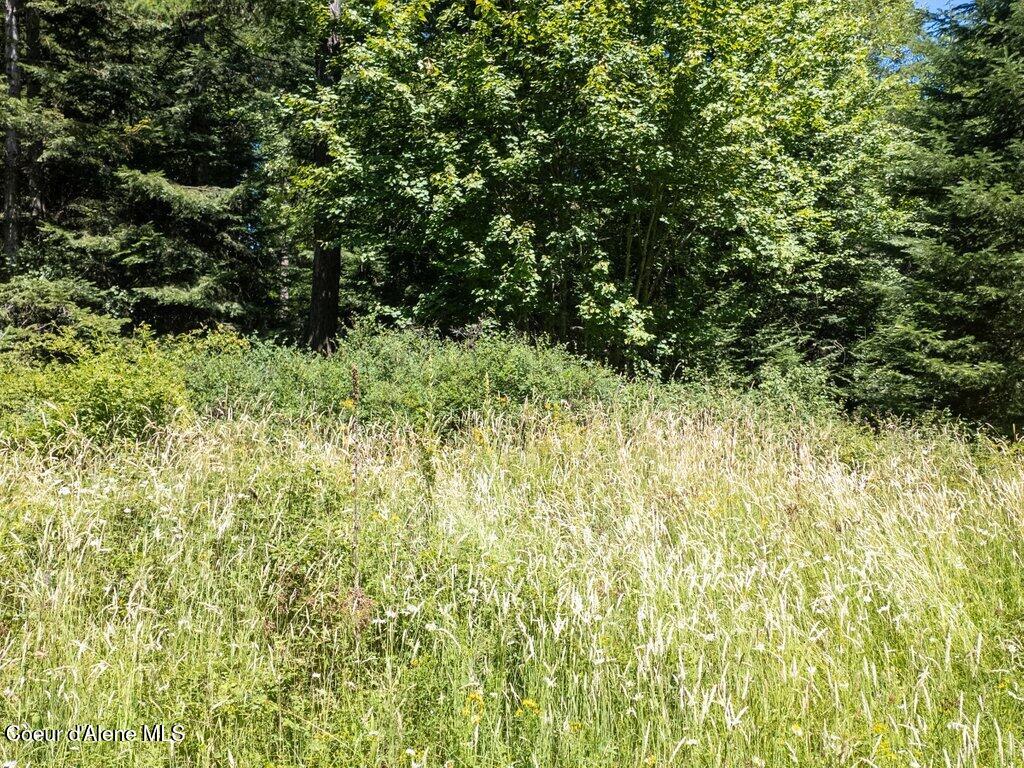 97 Highway 97 Harrison, ID 83833 - Photo 17 of 23 Meadow area