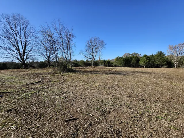 a view of a tree in the middle of a yard