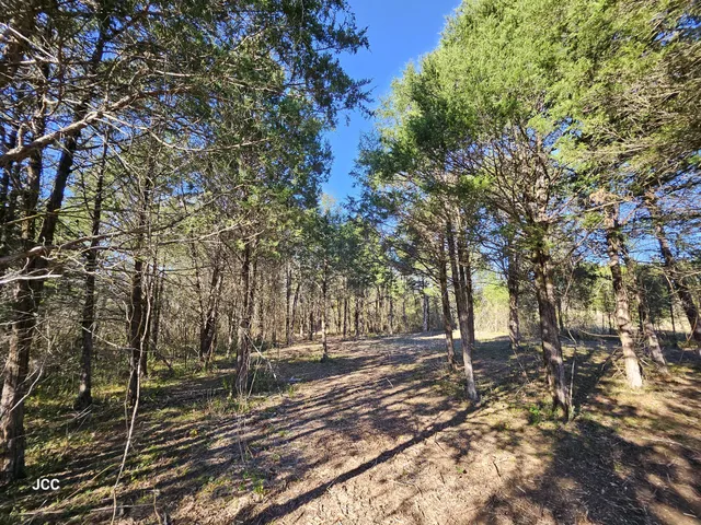 a view of a yard with trees