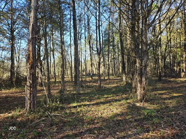 a big yard with lots of green space and trees