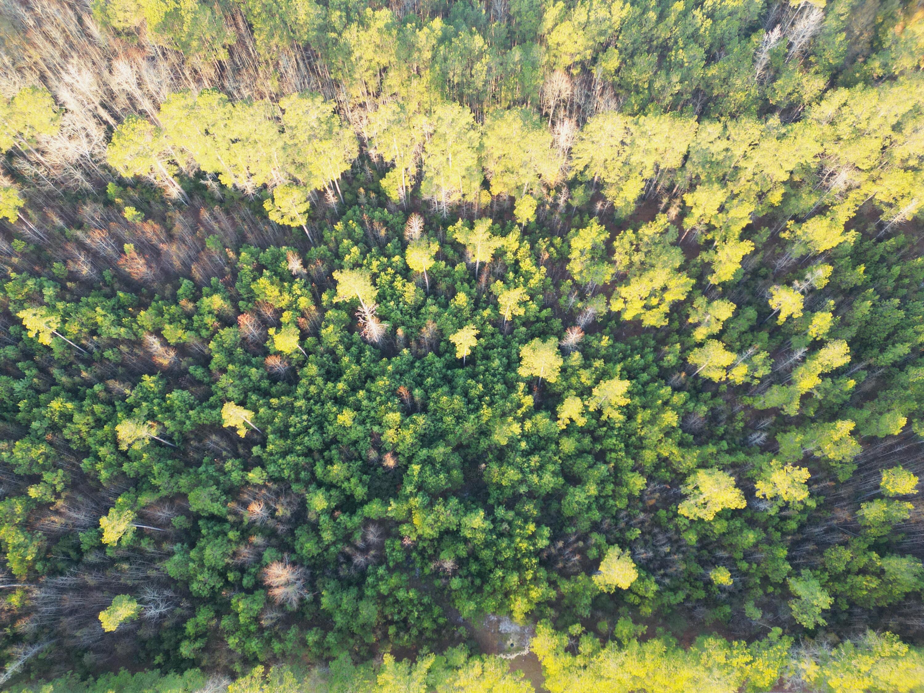 0 Live Oak Road Dorchester, SC 29437 - Photo 24 of 31 dji_fly_20251204_193000_26_1766581528997