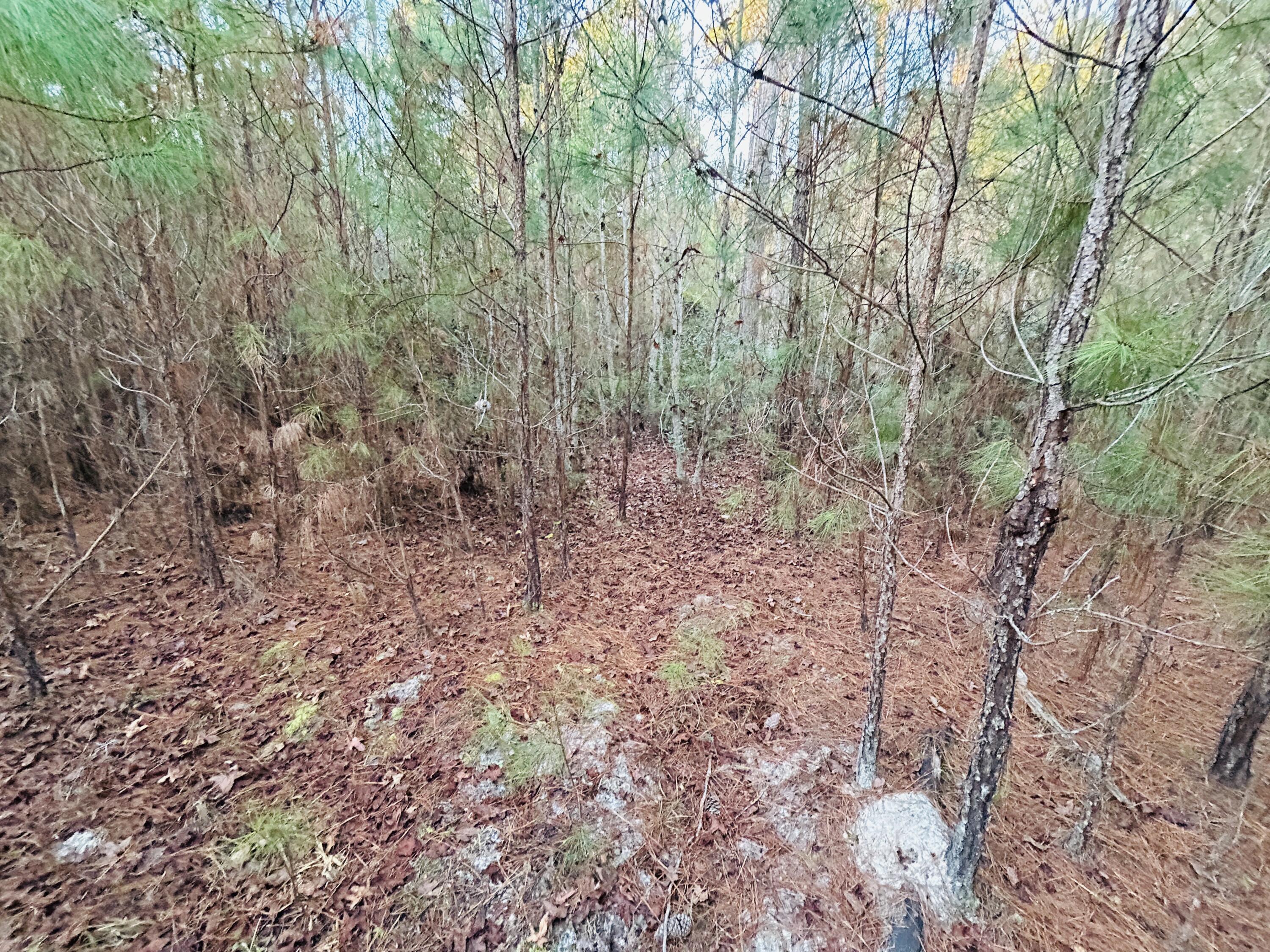 0 Live Oak Road Dorchester, SC 29437 - Photo 27 of 31 IMG_3085