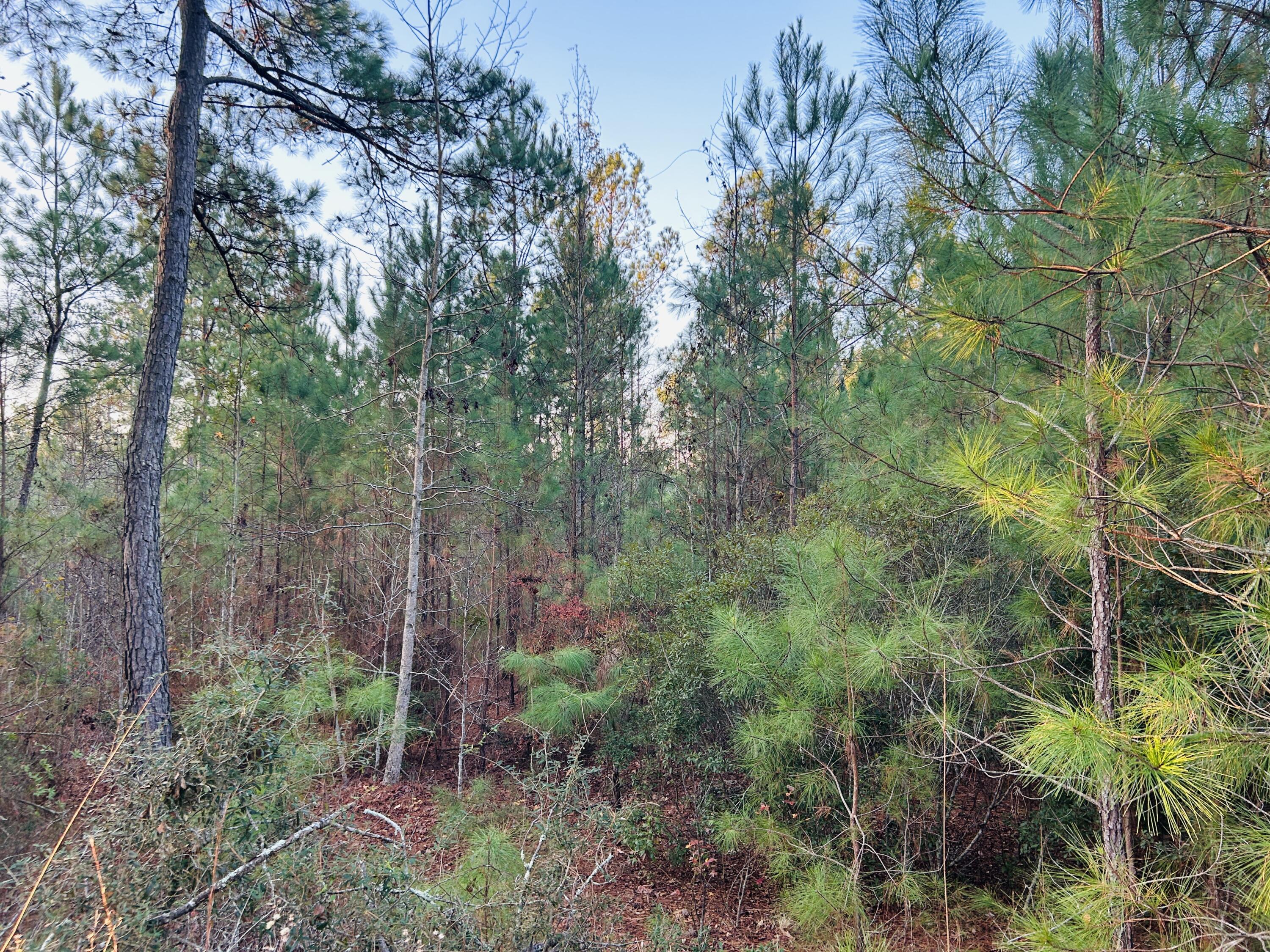0 Live Oak Road Dorchester, SC 29437 - Photo 29 of 31 IMG_3088