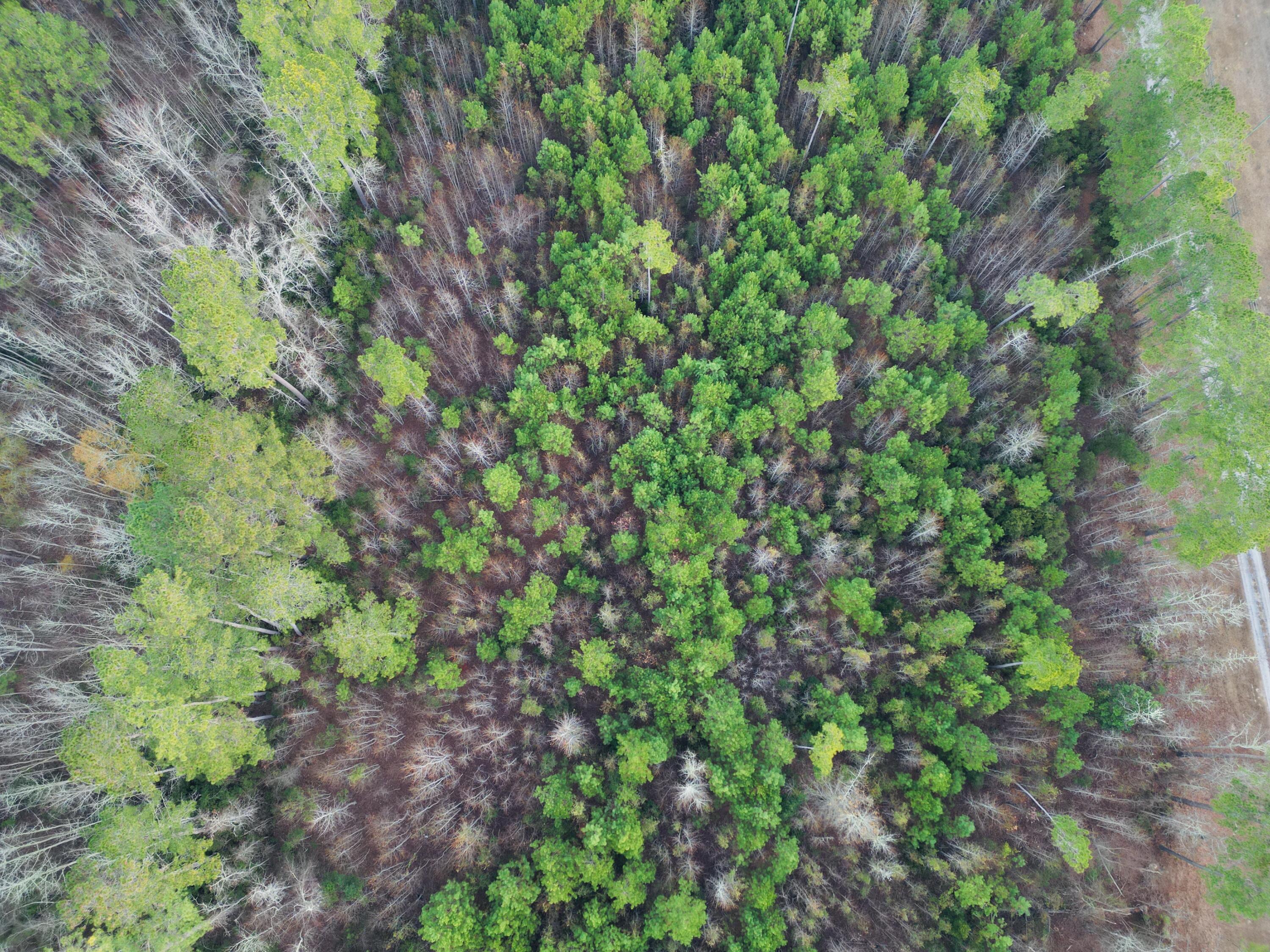 0 Live Oak Road Dorchester, SC 29437 - Photo 10 of 31 dji_fly_20251204_185432_986_176658161103