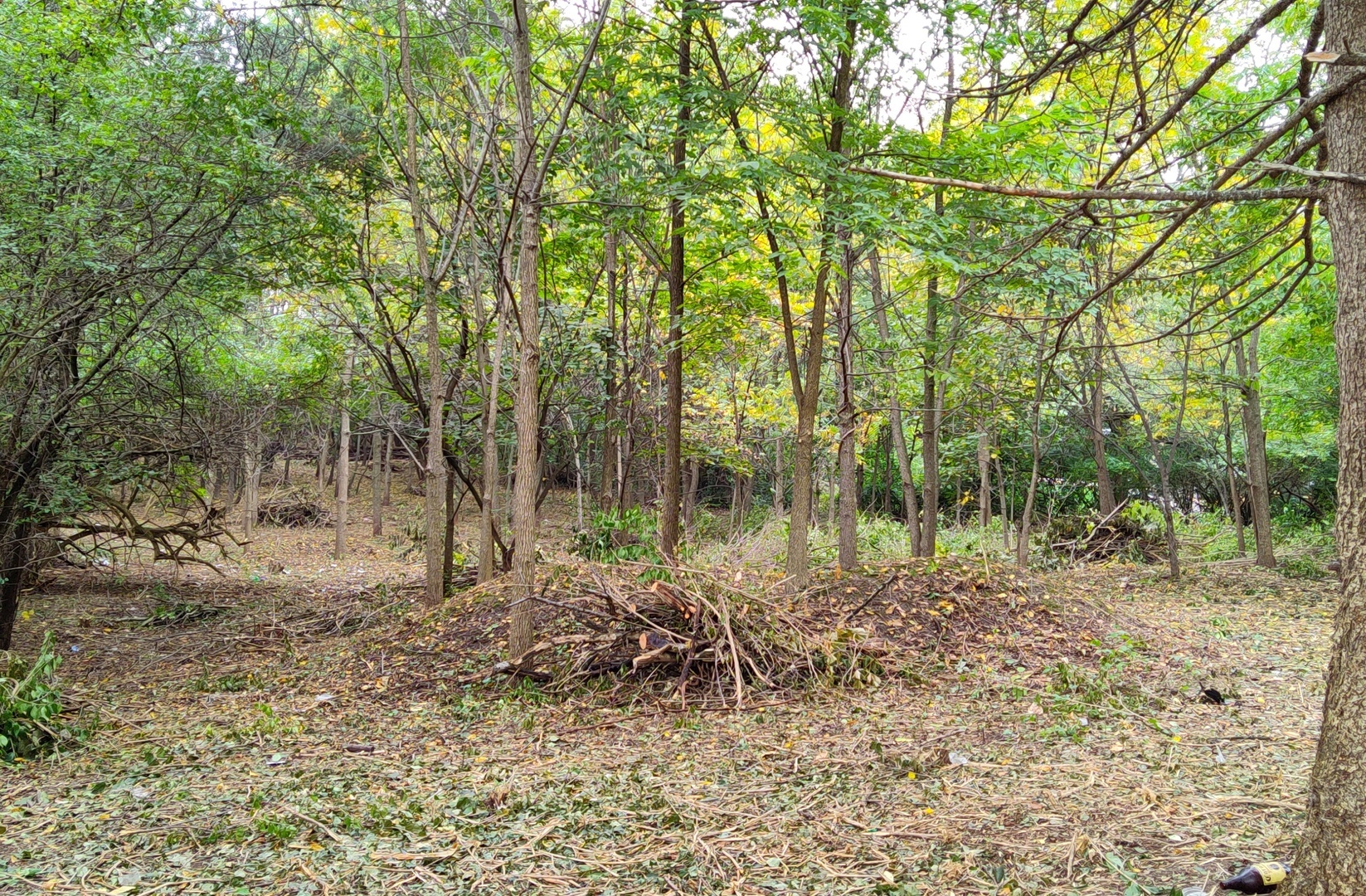 11 Rohrssen Road Elgin, IL 60120 - Photo 1 of 6 a backyard of a house with lots of green space