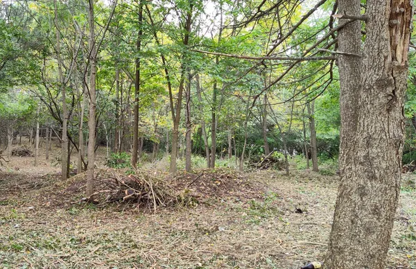 a view of a forest filled with trees