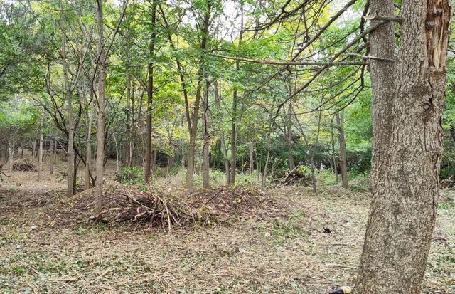 a view of a forest filled with trees