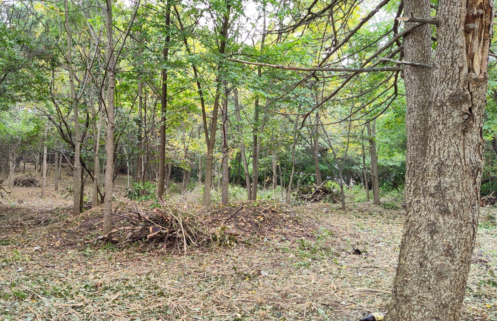 11 Rohrssen Road Elgin, IL 60120 - Photo 2 of 6 a view of a forest filled with trees