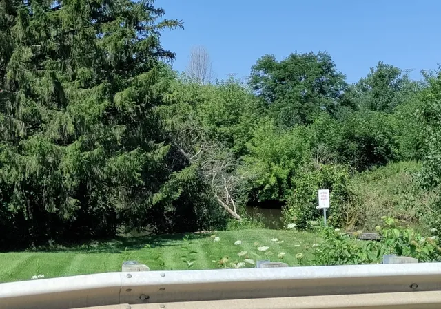 a view of a yard with a tree