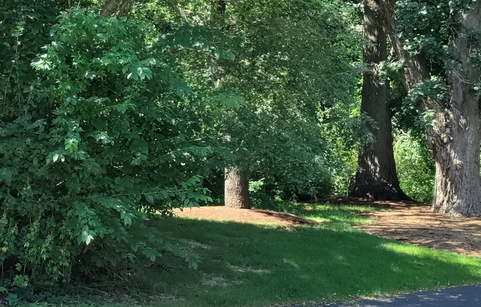 11 Rohrssen Road Elgin, IL 60120 - Photo 6 of 6 a view of a tree with a yard