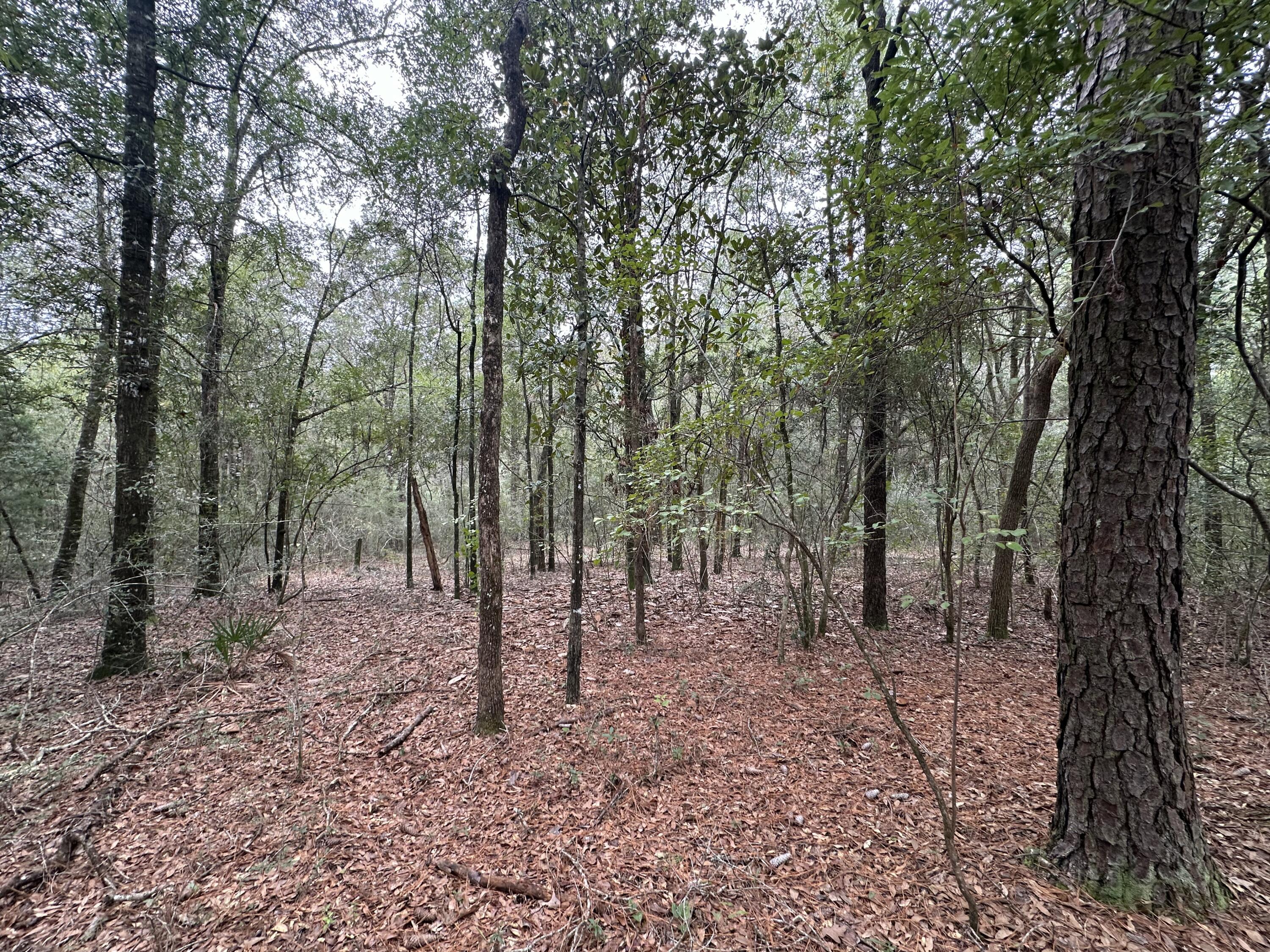 22 Ac /- Shangri-la Road Crestview, FL 32539 - Photo 7 of 16 a view of a forest filled with trees