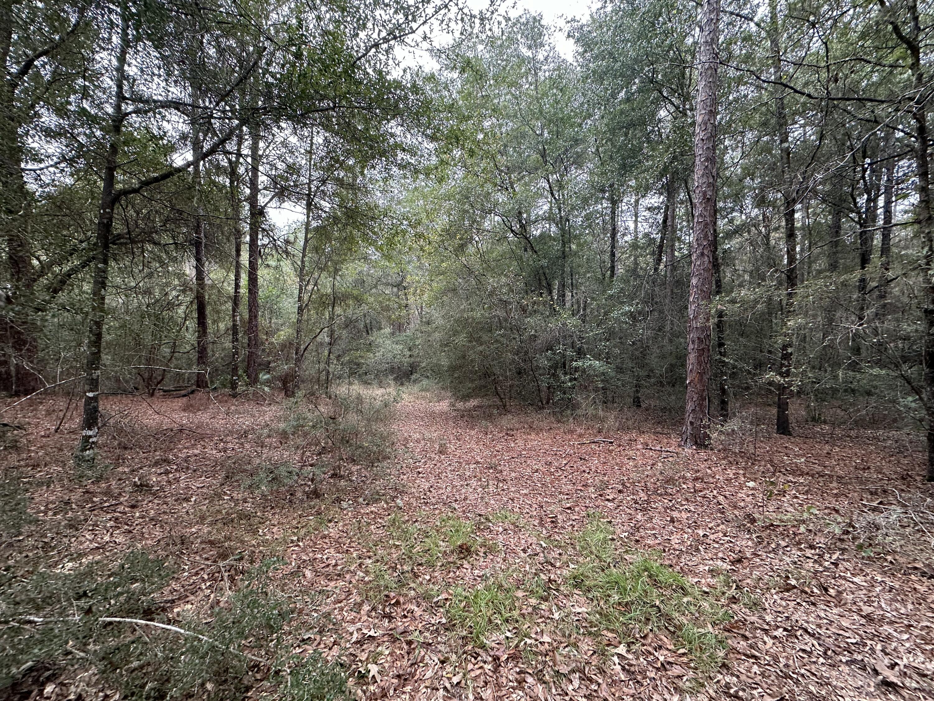 22 Ac /- Shangri-la Road Crestview, FL 32539 - Photo 8 of 16 a view of a forest with trees in the background