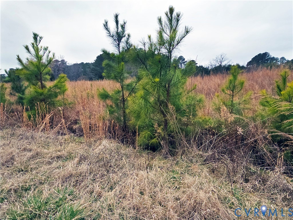3066 Bethel Beach Road Onemo, VA 23130 - Photo 27 of 45