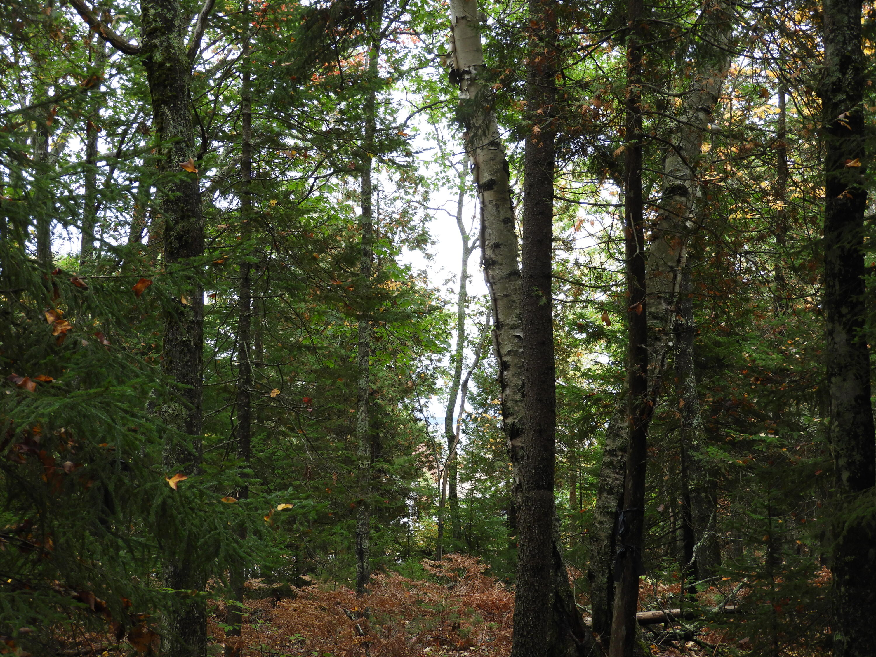 0 Beach Road Lincolnville, ME 04849 - Photo 14 of 16 DSCN1353
