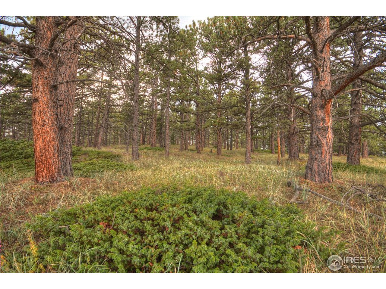 238 Valley Road Lyons, CO 80540 - Photo 22 of 28 a view of outdoor space with trees