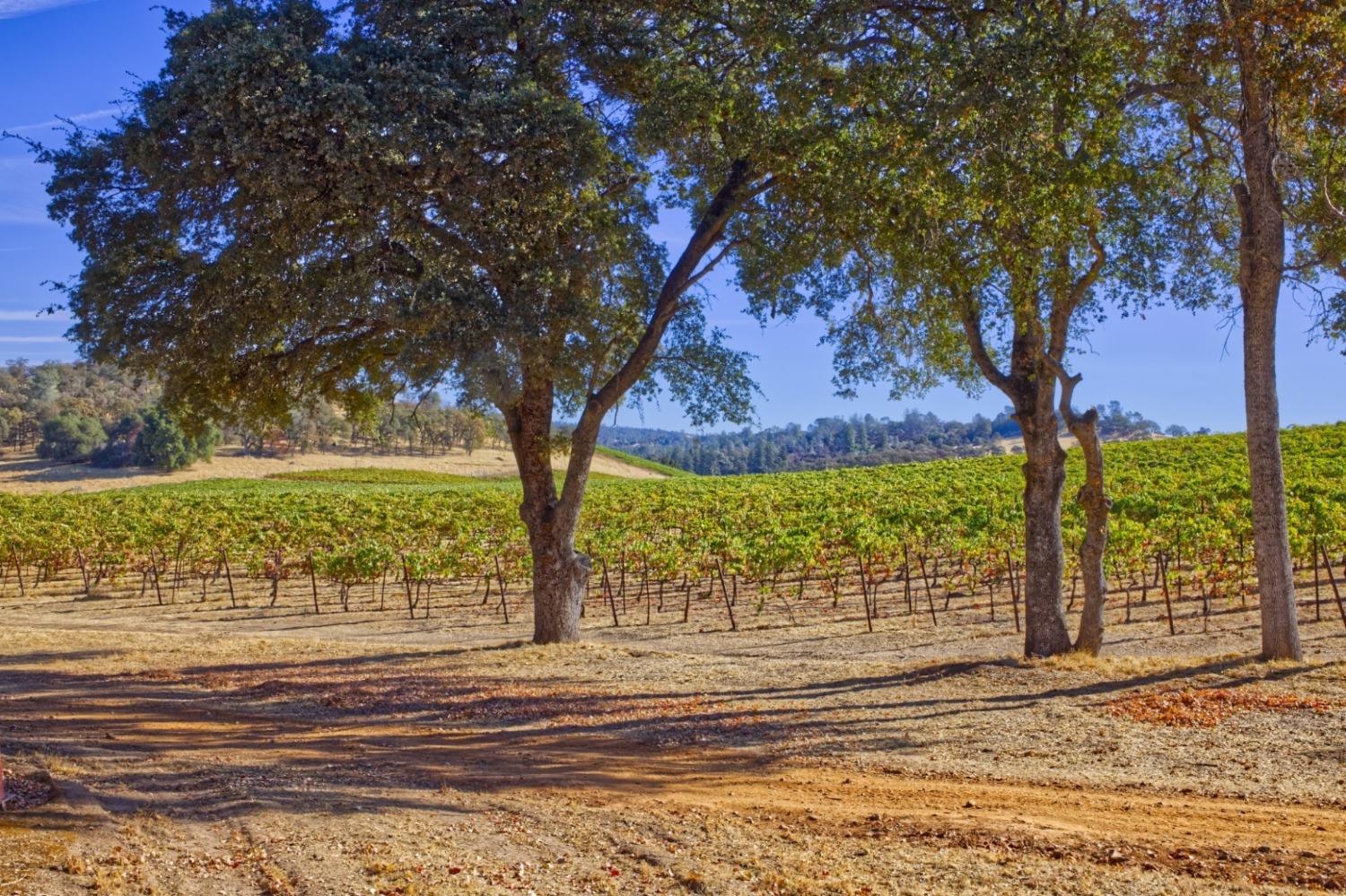 20540 Shenandoah School Road Plymouth, CA 95669 - Photo 8 of 17