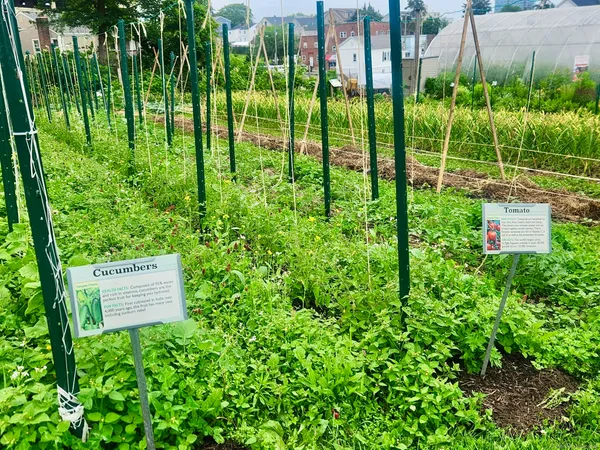 a view of a garden in the garden