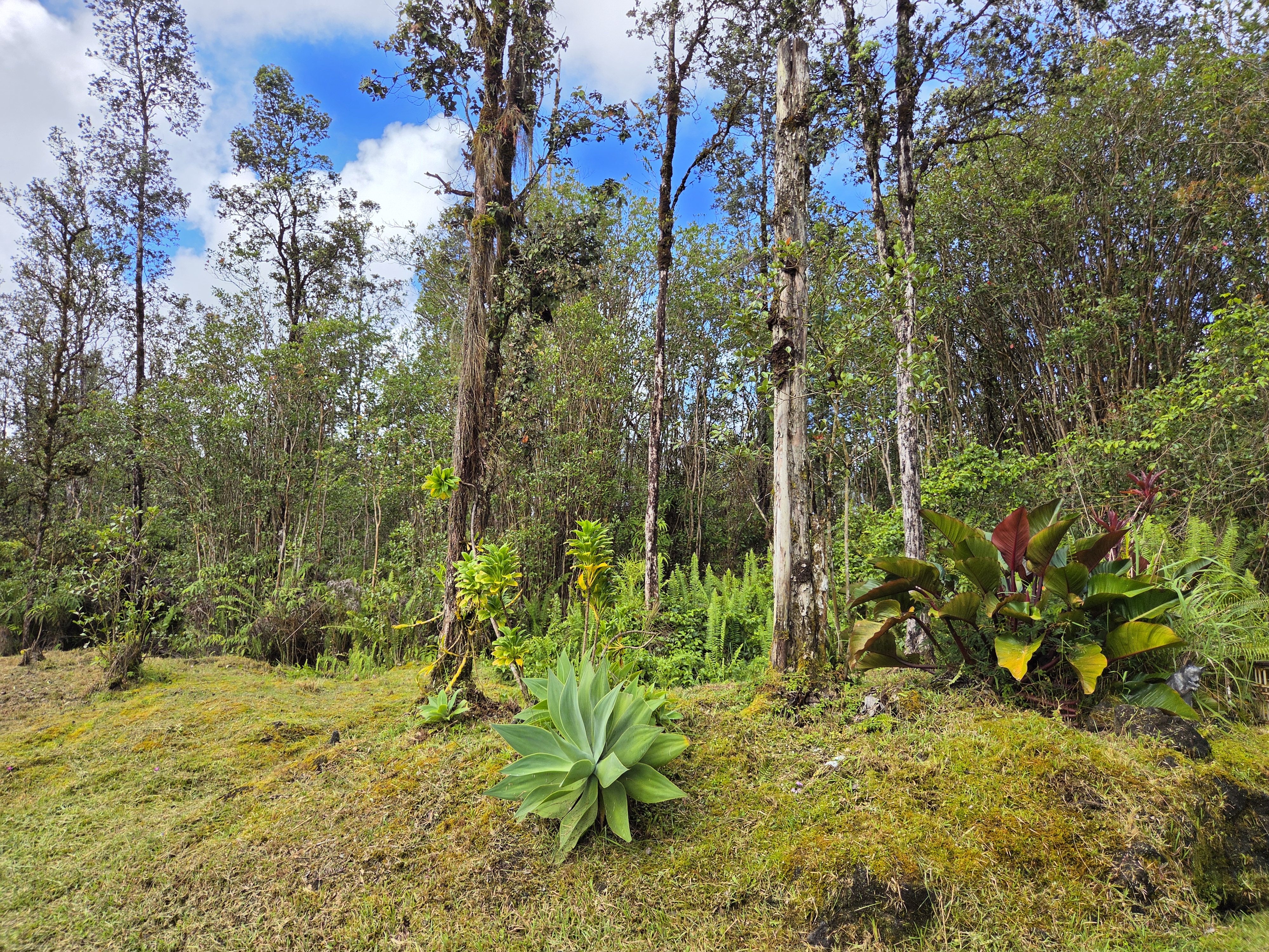 16-1429 Hopue Road Mountain View, HI 96771 - Photo 16 of 28 Gallery Image 16