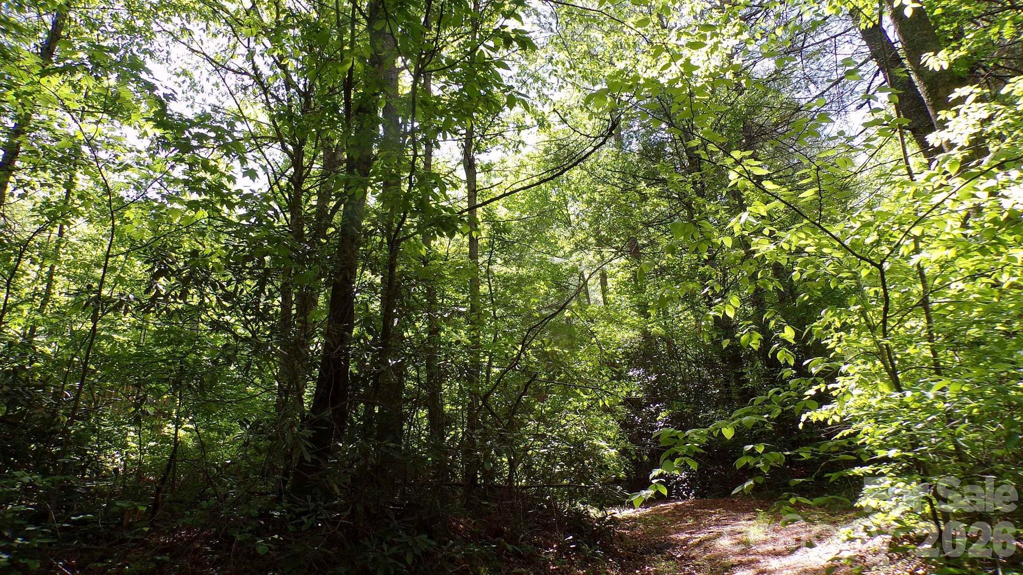 216 Paradise Road Hendersonville, NC 28792 - Photo 29 of 33 a view of a tree