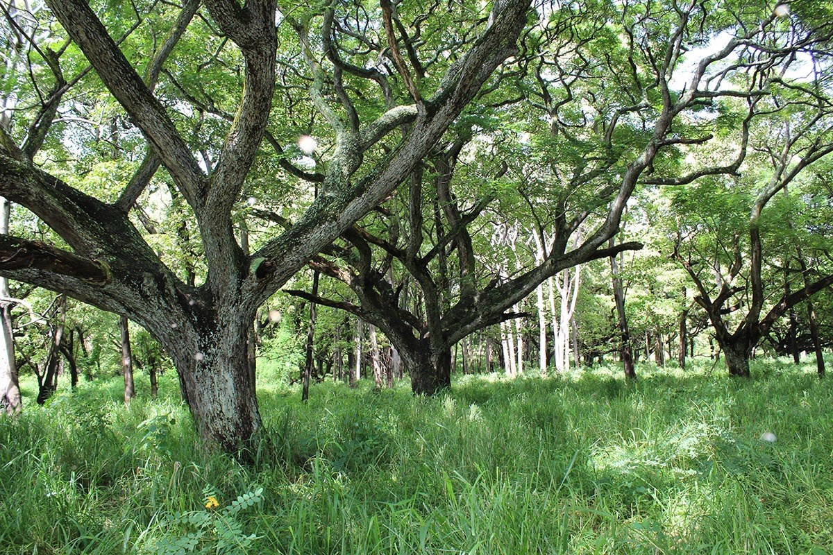 Punalu'u Road Naalehu, HI 96772 - Photo 3 of 5 Gallery Image 3