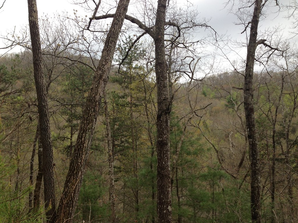 55 Greasy Creek Road Murphy, NC 28906 - Photo 3 of 3