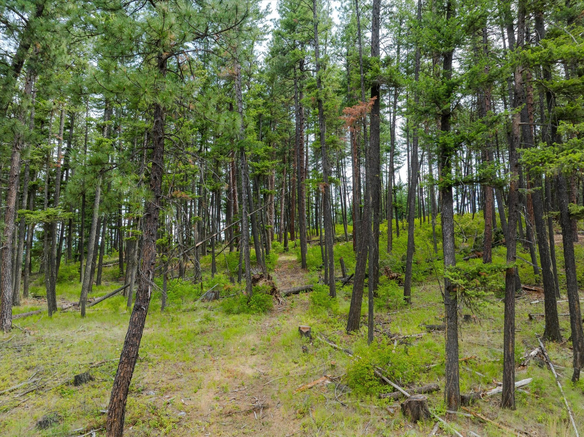 1448 Kilbrennan Road Troy, MT 59935 - Photo 55 of 63 Gallery Image 55