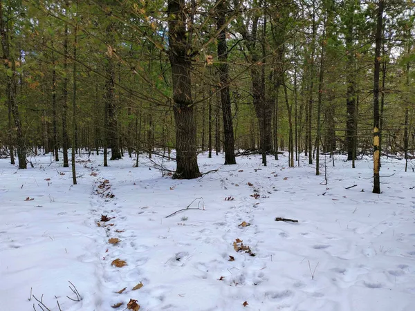 $149,000 | 19.81-acres 6th Avenue, Grand Marsh, WI 53936