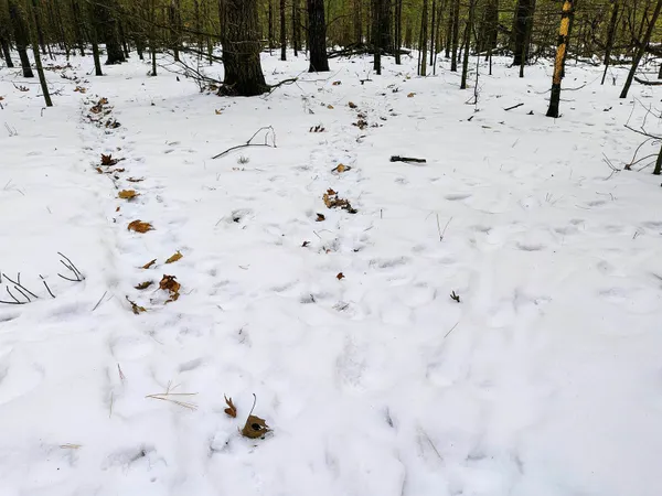 $149,000 | 19.81-acres 6th Avenue, Grand Marsh, WI 53936