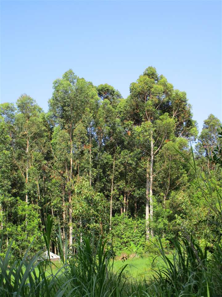 0 East Kuiaha Road Haiku, HI 96708 - Photo 12 of 12 a view of a garden