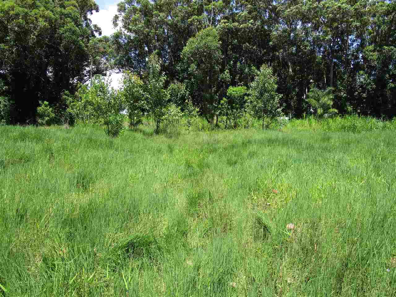 0 East Kuiaha Road Haiku, HI 96708 - Photo 3 of 12 a view of a lush green space