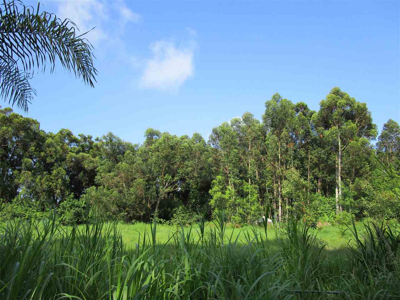 0 East Kuiaha Road Haiku, HI 96708 - Photo 6 of 12 a big yard with lots of green space