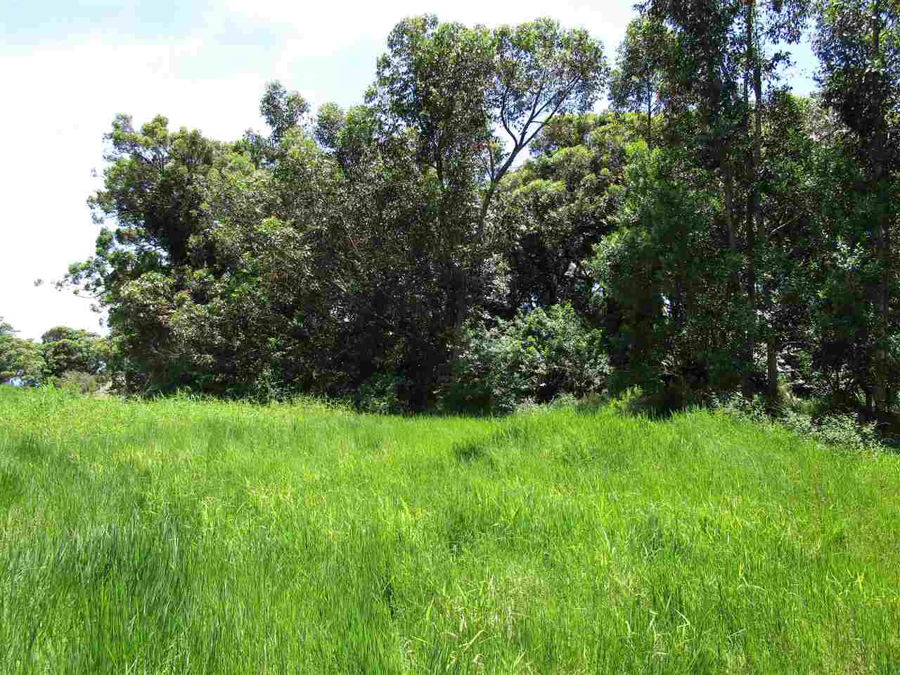 0 East Kuiaha Road Haiku, HI 96708 - Photo 7 of 12 a view of a yard