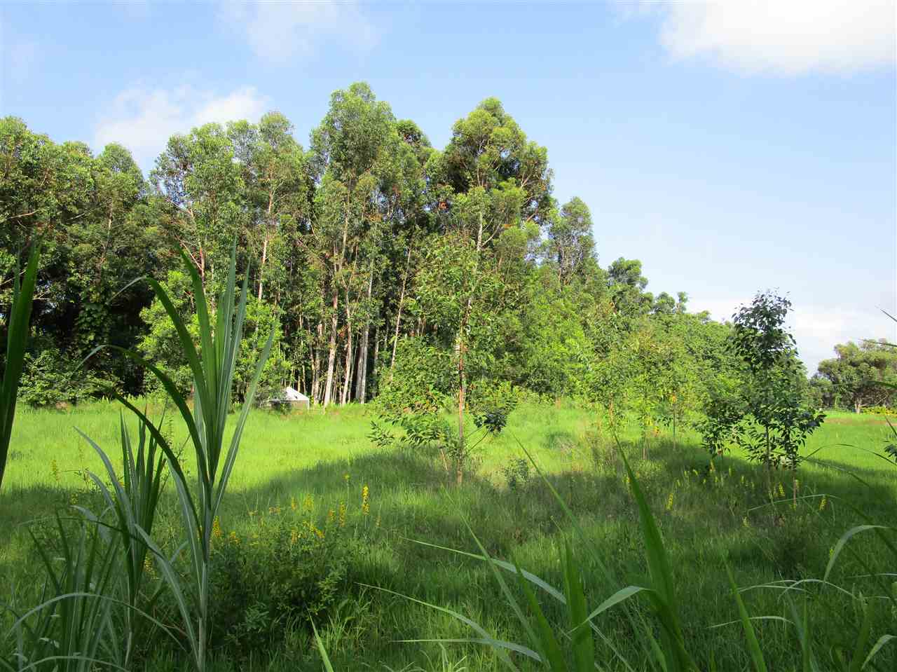 0 East Kuiaha Road Haiku, HI 96708 - Photo 8 of 12 a view of a garden