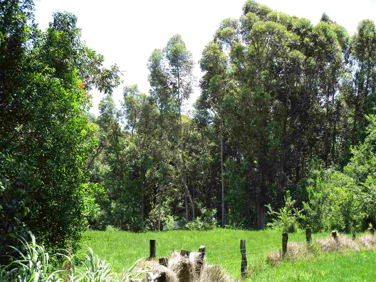 0 East Kuiaha Road Haiku, HI 96708 - Photo 9 of 12 a view of a park with large trees