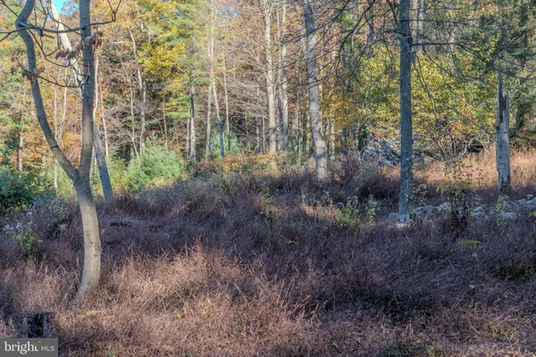 a view of a forest with a tree