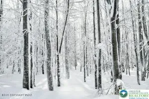 a view of a row of trees