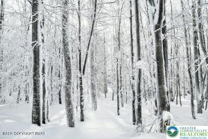 a view of a row of trees