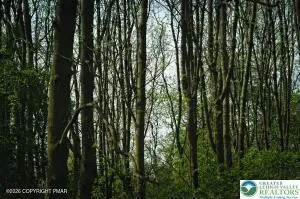 a view of outdoor space with lots of trees
