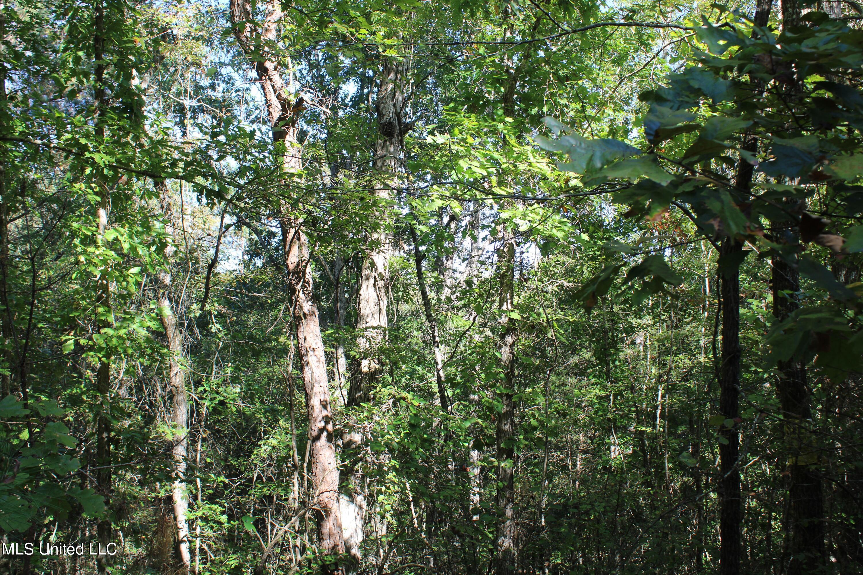 1504 Lower Gurley Road Potts Camp, MS 38659 - Photo 23 of 52 IMG_4798