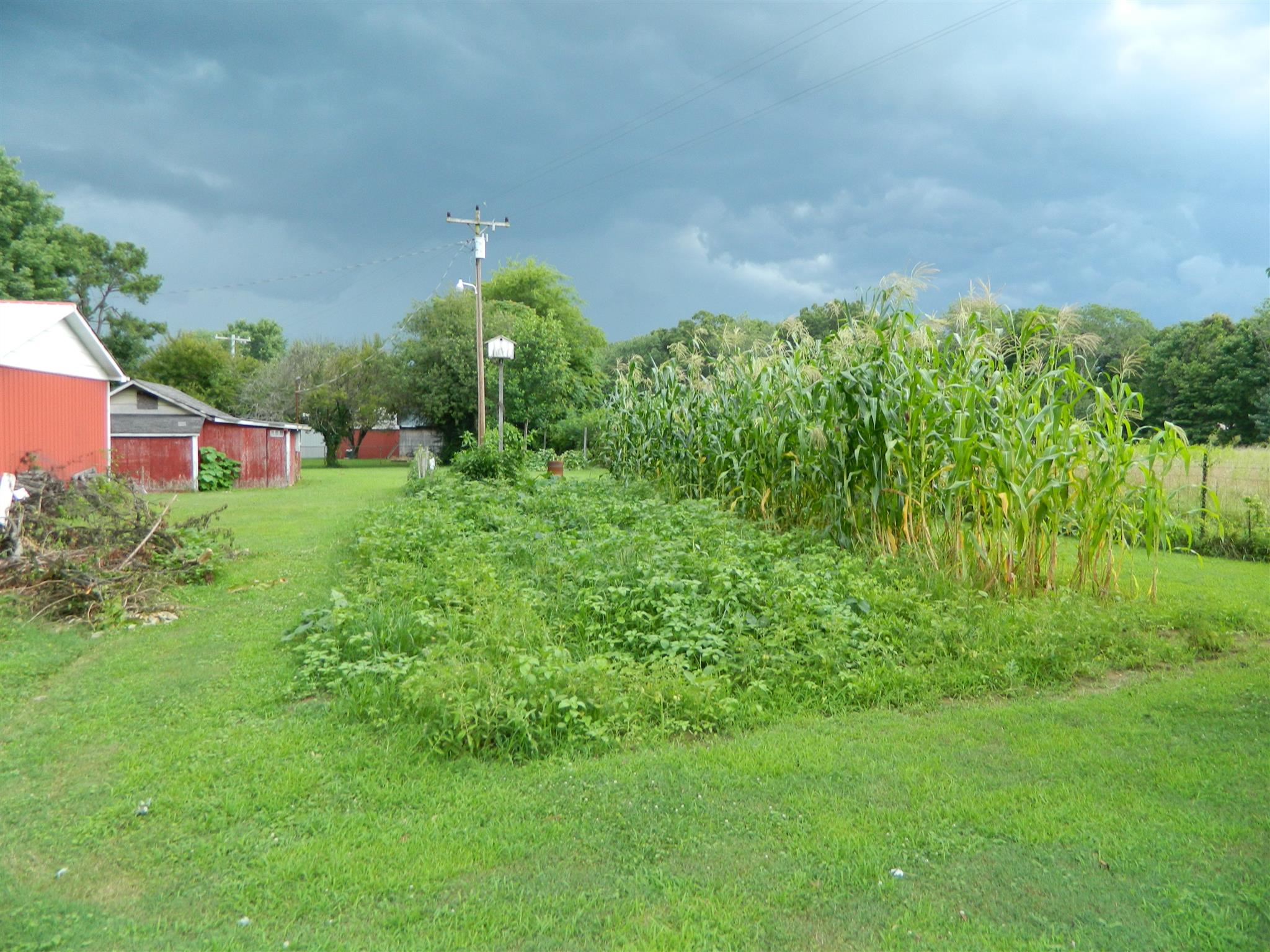 2053 Lake Road Greenbrier, TN 37073 - Photo 10 of 20 a backyard of a house with lots of green space and plants