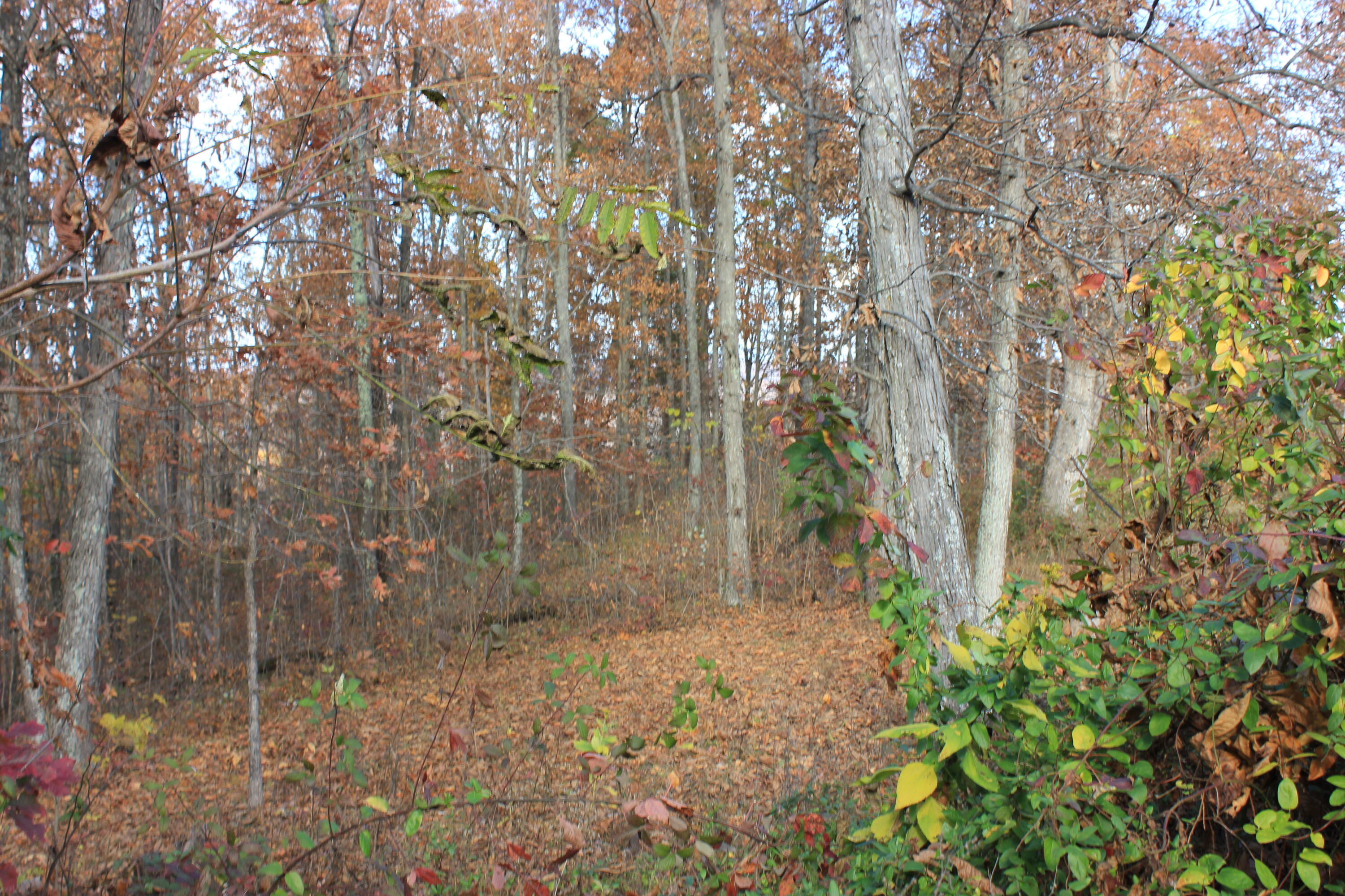 63 Cove Branch Road Orlando, KY 40460 - Photo 13 of 38 IMG_1445